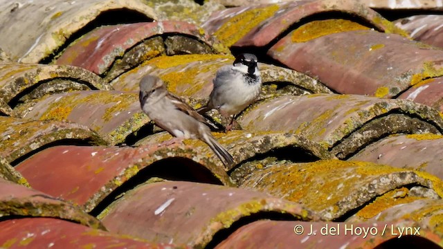 House Sparrow - ML201520101