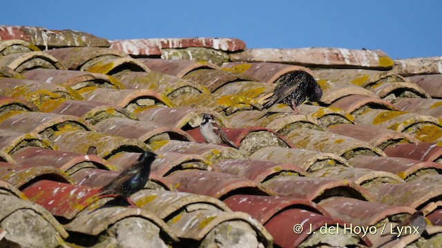 European Starling - ML201520121