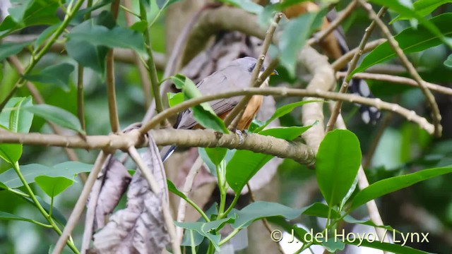 Mangrove Cuckoo - ML201520131