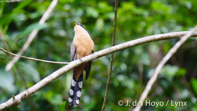 Mangrove Cuckoo - ML201520141