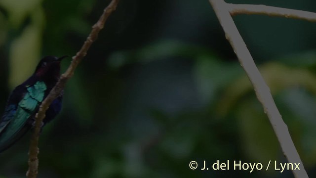 Colibrí Caribeño Gorjimorado - ML201520171