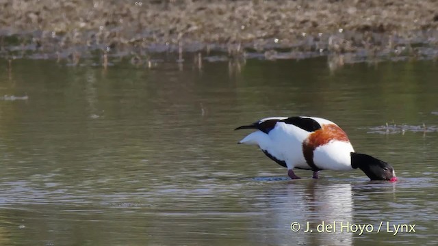 Common Shelduck - ML201520181