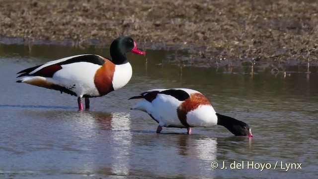 Common Shelduck - ML201520191