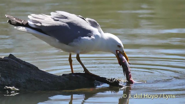 Yellow-legged Gull (michahellis) - ML201520201