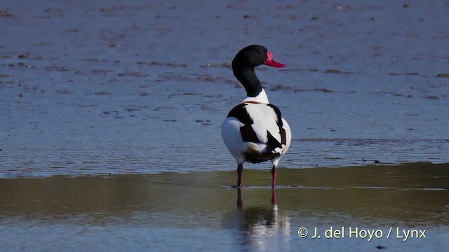 Common Shelduck - ML201520211