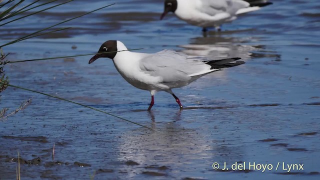 Black-headed Gull - ML201520231