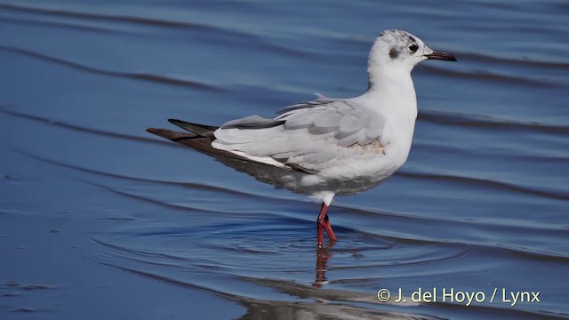 Black-headed Gull - ML201520241