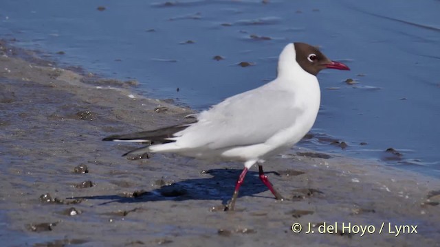 Black-headed Gull - ML201520251