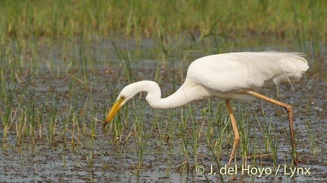 Grande Aigrette (alba) - ML201520271