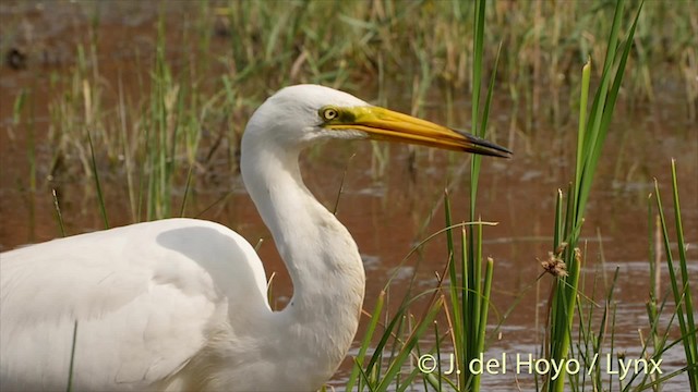 Great Egret (alba) - ML201520291