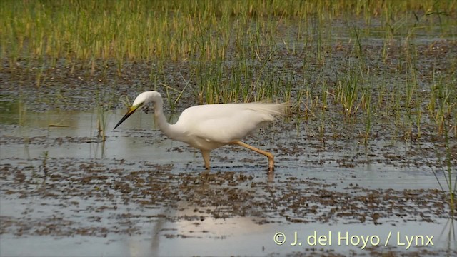 Grande Aigrette (alba) - ML201520301