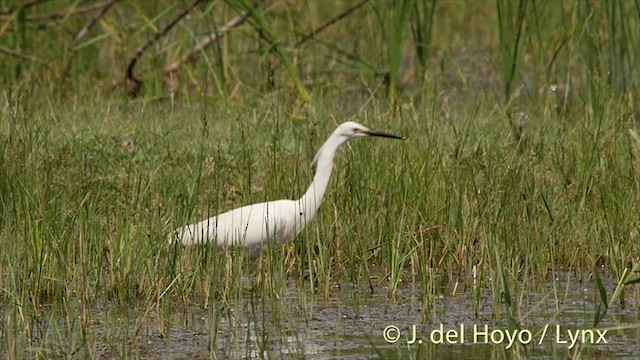 Aigrette garzette (garzetta) - ML201520351