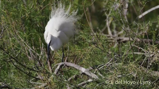 Little Egret (Western) - ML201520411