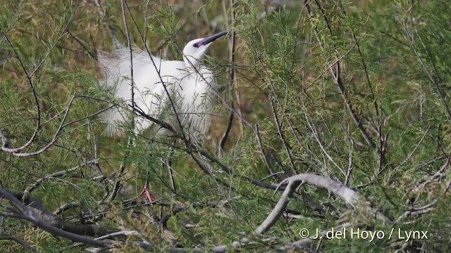 Little Egret (Western) - ML201520421