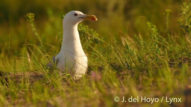 Caspian Gull - ML201520481