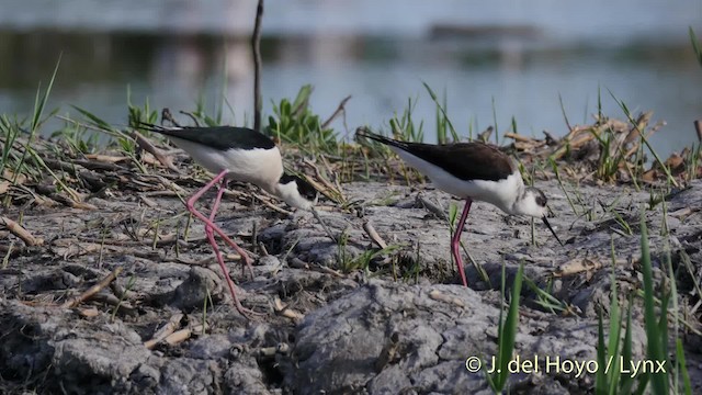 Black-winged Stilt - ML201520501