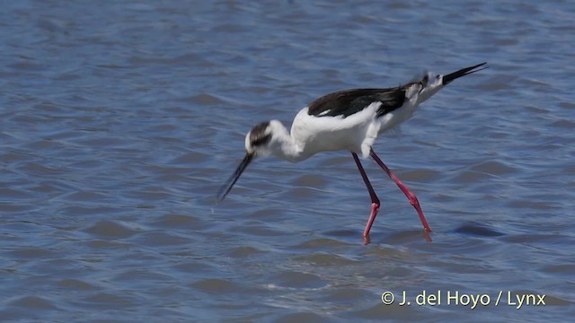 Black-winged Stilt - ML201520511