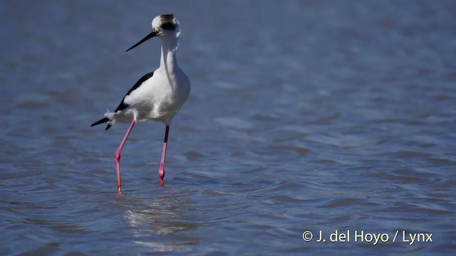 Cigüeñuela Común - ML201520521