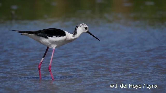 Black-winged Stilt - ML201520531