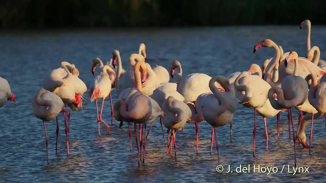Greater Flamingo - ML201520541