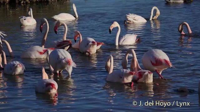 Greater Flamingo - ML201520551