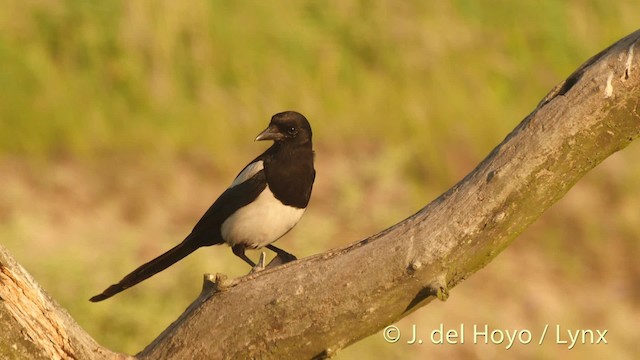 Eurasian Magpie - ML201520601