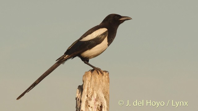 lecithin vs l carnitine Eurasian Magpie_Baiduwiki main image 0