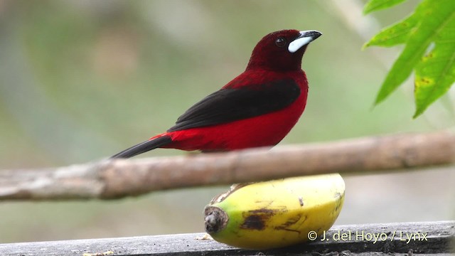 Crimson-backed Tanager - ML201520701