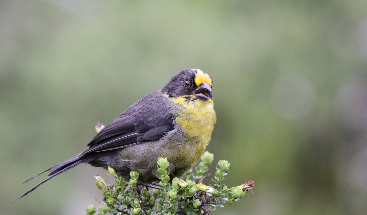 Pale-naped Brushfinch - Ian Davies