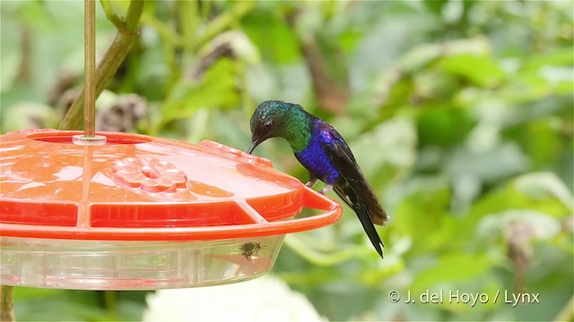 Crowned Woodnymph (Green-crowned) - ML201520711