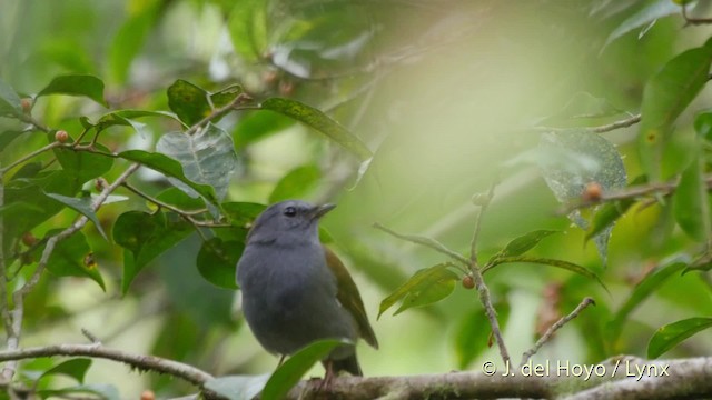 キバシヒトリツグミ（plumbeiceps） - ML201520721