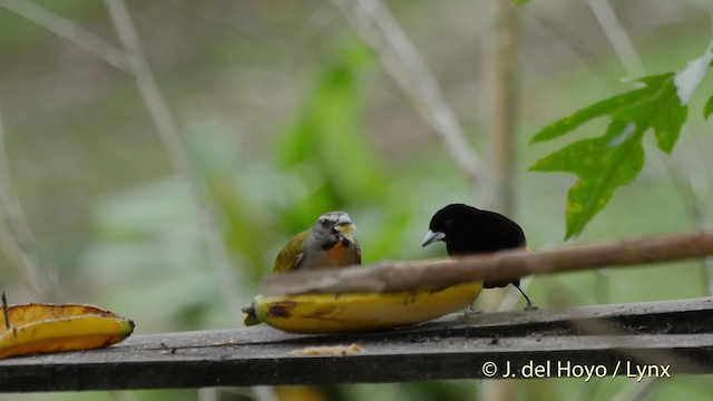 Buff-throated Saltator - ML201520731