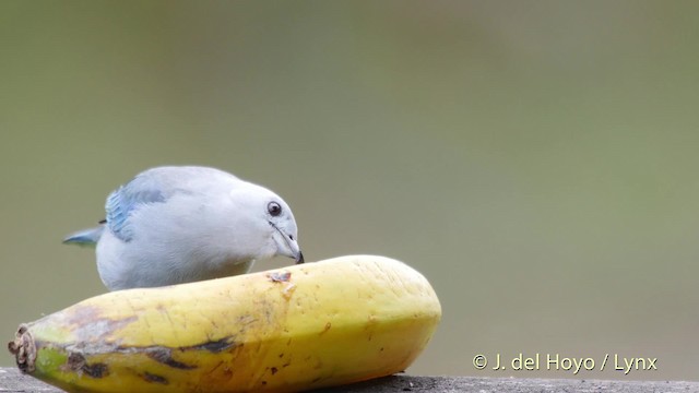 Blue-gray Tanager (Blue-gray) - ML201520761