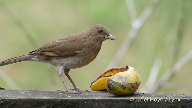 Black-billed Thrush (Drab) - ML201520771