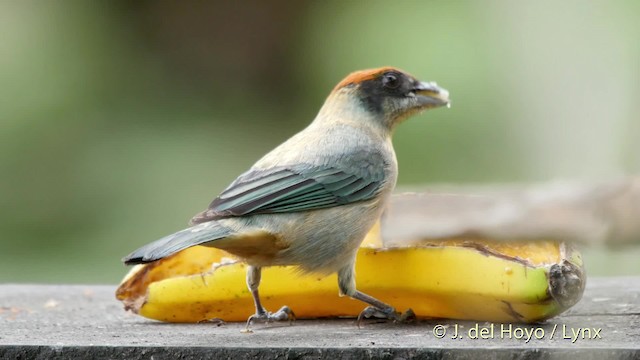 Scrub Tanager - ML201520831