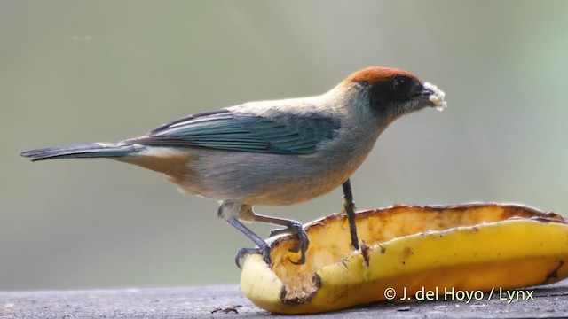 Scrub Tanager - ML201520841