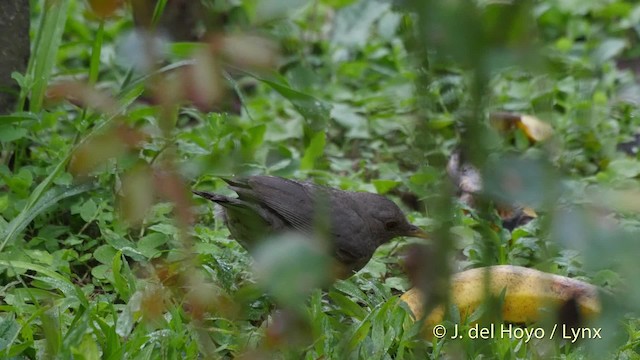 Gilbdrossel - ML201520851