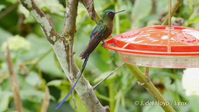 Violet-tailed Sylph - ML201520881