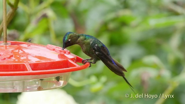 Violet-tailed Sylph - ML201520901