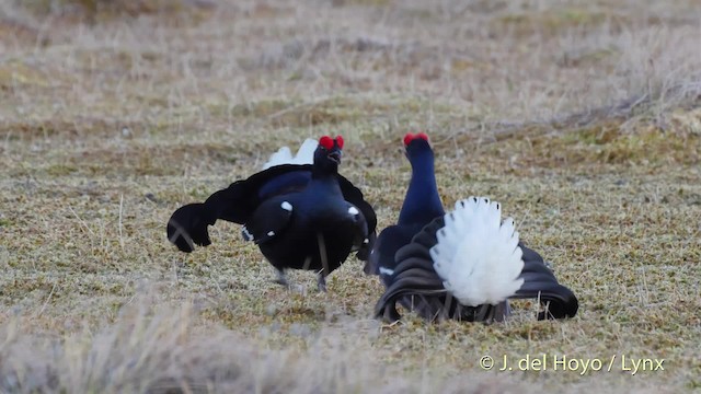 Black Grouse - ML201520941