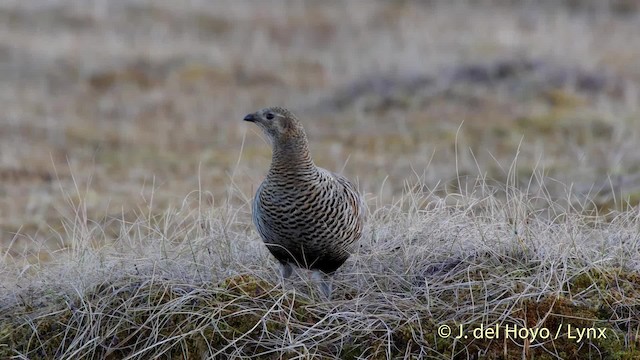 Black Grouse - ML201520961