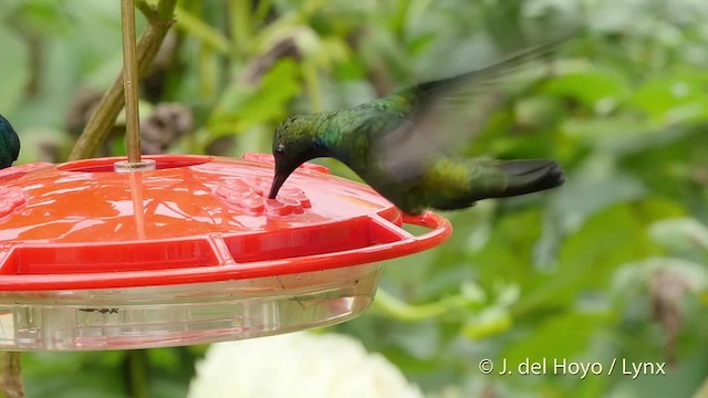 Black-throated Mango - ML201521201