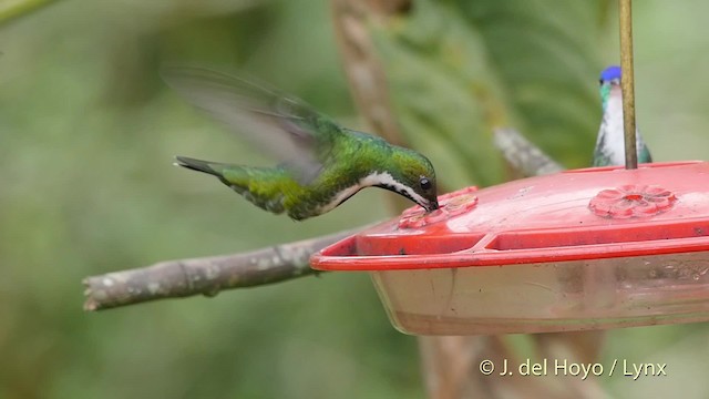 Black-throated Mango - ML201521211