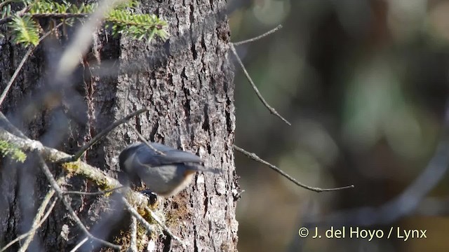 rododendronmeis - ML201521231