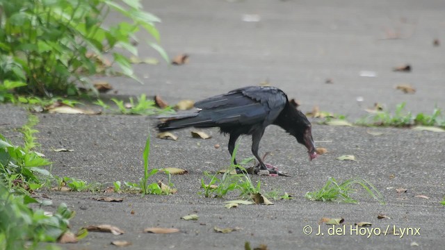 Large-billed Crow (Large-billed) - ML201521271
