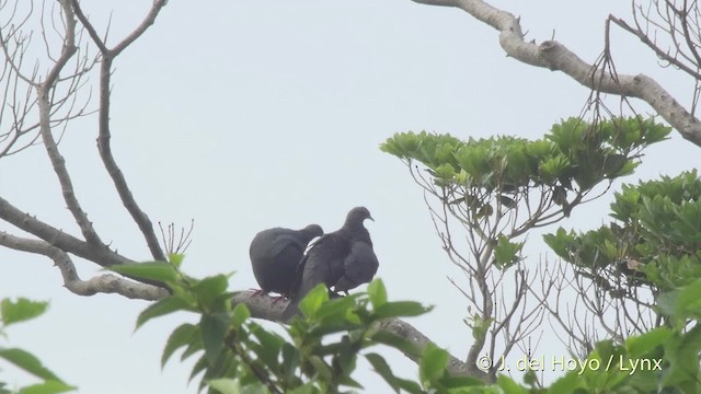 Black Wood-Pigeon - ML201521281