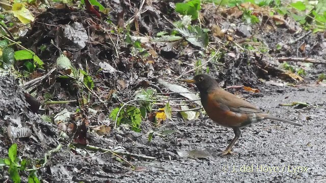 アカコッコ　バードカービング アカコッコ バードカービング