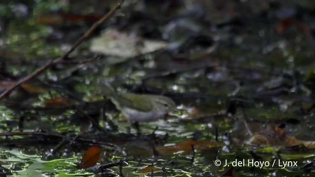 Ijima's Leaf Warbler - ML201521341