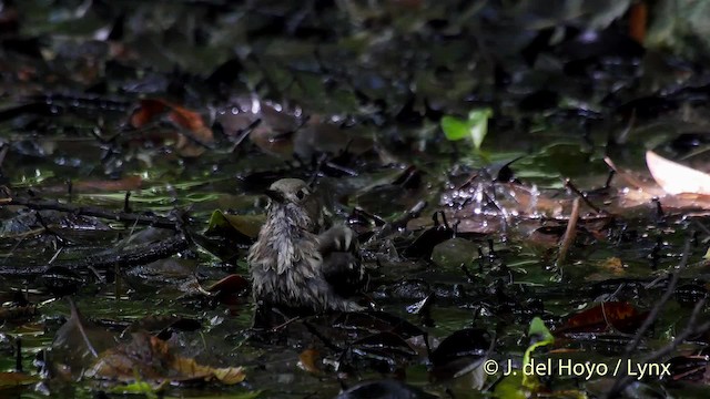 Japanese Pygmy Woodpecker - ML201521361