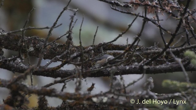 Mésange des bouleaux - ML201521381